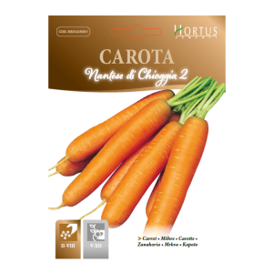 Carota nantese di Chioggia 2