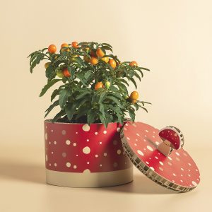 Autumn box fungo